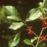 Northern Spicebush (Lindera benzoin)