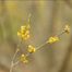 Northern Spicebush (Lindera benzoin)