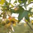 Sweet-Gum (Liquidambar styraciflua)