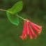 Trumpet Honeysuckle (Lonicera sempervirens)