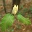 Cucumber-Tree (Magnolia acuminata)