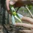 Cucumber-Tree (Magnolia acuminata)