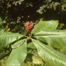 Umbrella Magnolia (Magnolia tripetala)