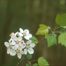 Sweet Crabapple (Malus coronaria)