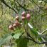 Prairie Crabapple (Malus ioensis)