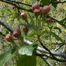 Prairie Crabapple (Malus ioensis)