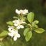 Cultivated Apple (Malus pumila)