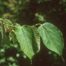 Red Mulberry (Morus rubra)