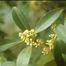 Devilwood (Osmanthus americanus)