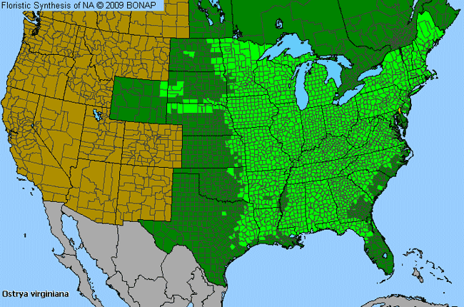 Allergies By County Map For Eastern Hop-Hornbeam