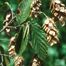 Eastern Hop-Hornbeam (Ostrya virginiana)