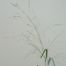 Wand Panic Grass (Panicum virgatum)