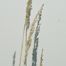 Reed Canary Grass (Phalaris arundinacea)