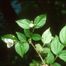 Scentless Mock Orange (Philadelphus inodorus)