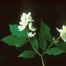 Hoary Mock Orange (Philadelphus pubescens)