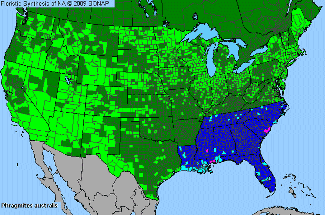 Allergies By County Map For Common Reed