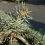 Blue Spruce (Picea pungens)