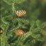 Red Spruce (Picea rubens)