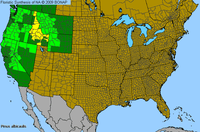 Allergies By County Map For White-Bark Pine