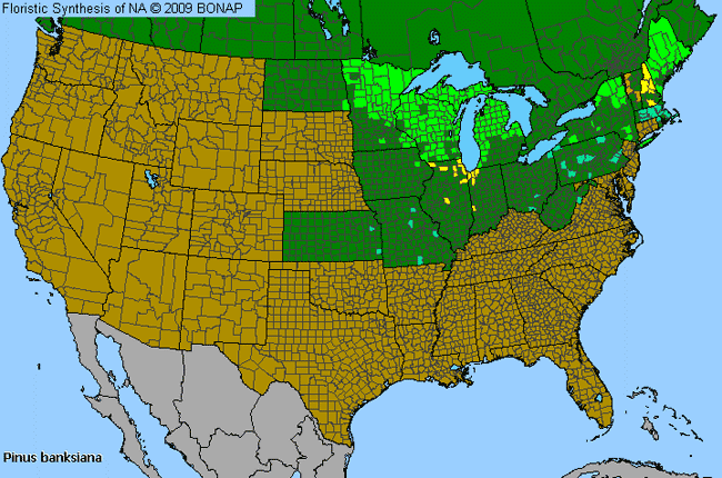 Allergies By County Map For Jack Pine