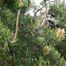 Jack Pine (Pinus banksiana)