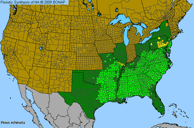 Allergies By County Map For Short-Leaf Pine