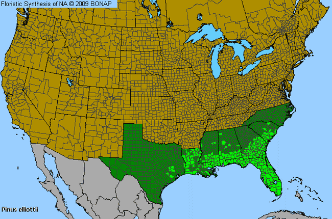 Allergies By County Map For Slash Pine