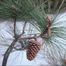 Slash Pine (Pinus elliottii)