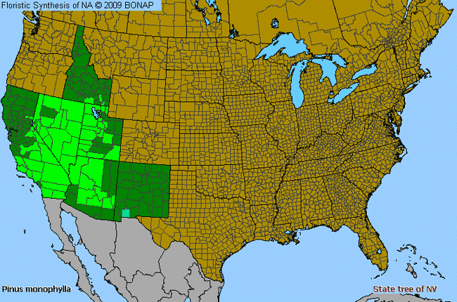 Allergies By County Map For Single-Leaf Pinyon