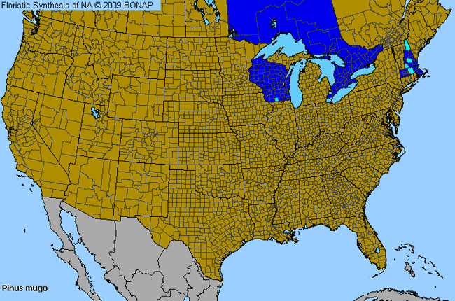 Allergies By County Map For Mugo Pine