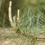 Pitch Pine (Pinus rigida)