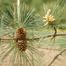 Pitch Pine (Pinus rigida)