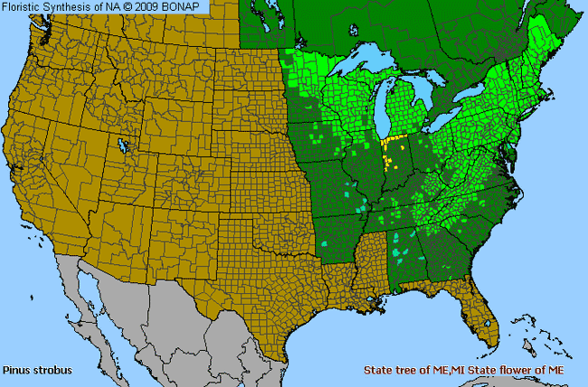 Allergies By County Map For Eastern White Pine