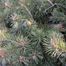 Scotch Pine (Pinus sylvestris)