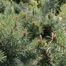 Scotch Pine (Pinus sylvestris)