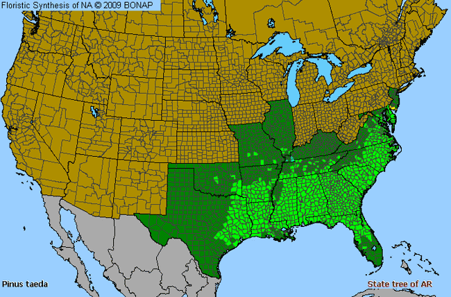 Allergies By County Map For Loblolly Pine