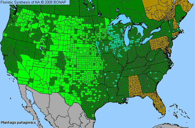 Allergies By County Map For Woolly Plantain