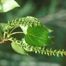 Balsam Poplar (Populus balsamifera)