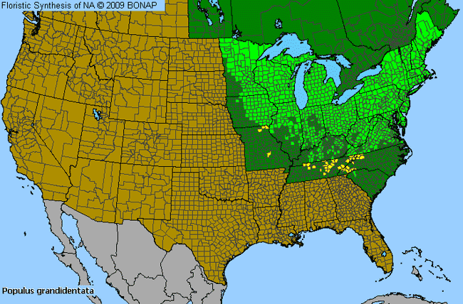 Allergies By County Map For Big-Tooth Aspen