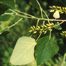 Swamp Cottonwood (Populus heterophylla)