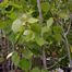 Quaking Aspen (Populus tremuloides)