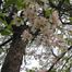 American Plum (Prunus americana)