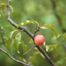 Chickasaw Plum (Prunus angustifolia)