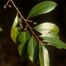 Carolina Laurel Cherry (Prunus caroliniana)