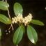 Carolina Laurel Cherry (Prunus caroliniana)