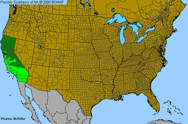 Allergies By County Map For Holly-Leaf Cherry