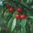 Wild Goose Plum (Prunus munsoniana)