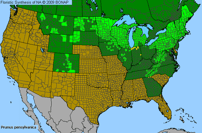 Allergies By County Map For Fire Cherry