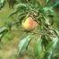 Peach (Prunus persica)