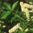 Choke Cherry (Prunus virginiana)